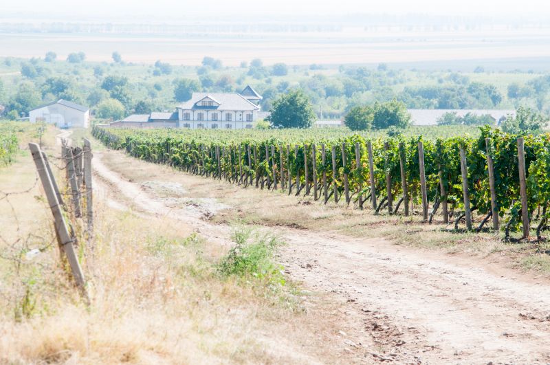 Vineyard Trellis Installation Service