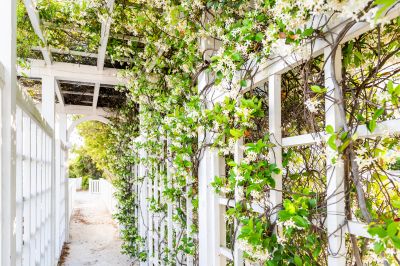 Vineyard Trellis Installation