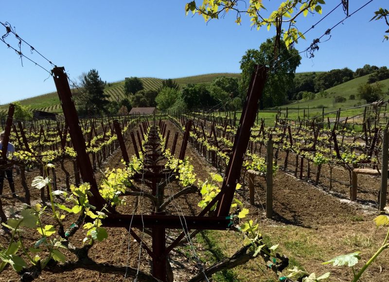 Products For Vineyard Trellis Installations in use