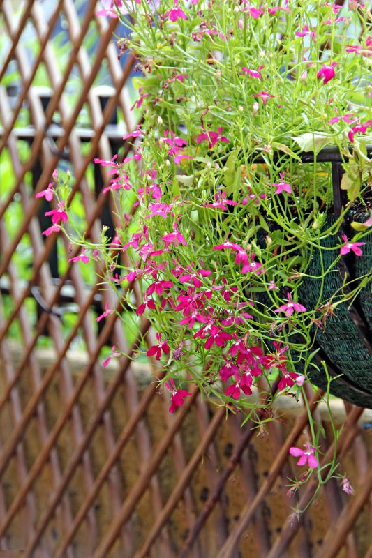 Rose Trellis Installation in Wilmington, NC