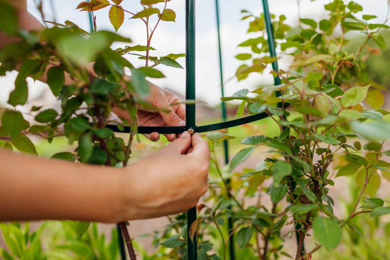 Trellis Construction in Wilmington, NC