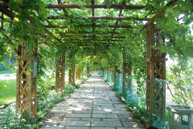 Vineyard Trellis Installation