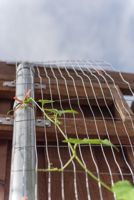 Vineyard Trellis Installation