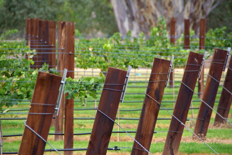 Vineyard Trellis Installation in Wilmington, NC
