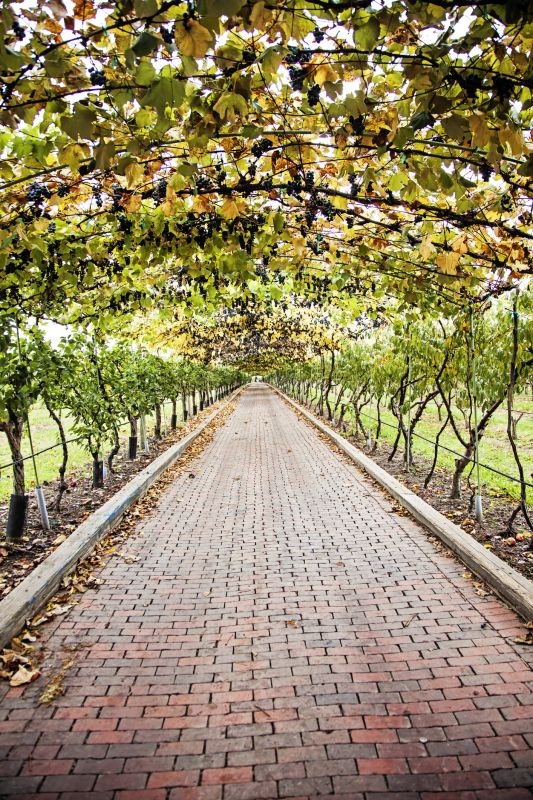 Vineyard Trellis Maintenance Equipment