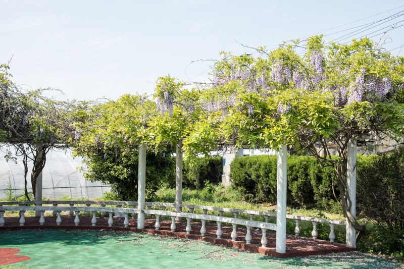 Who Does Vineyard Trellis Installations